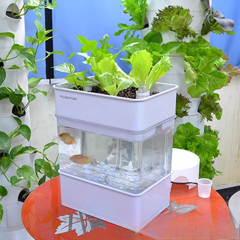 Экспортный аквариум мелкой эко – обзор и цена Aquarium Fish Exporter