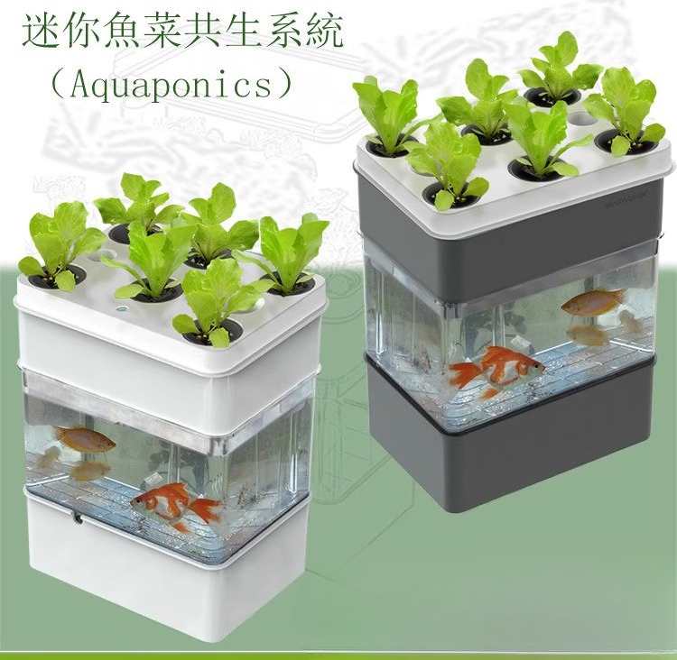 Экспортный аквариум мелкой эко – обзор и цена Aquarium Fish Exporter
